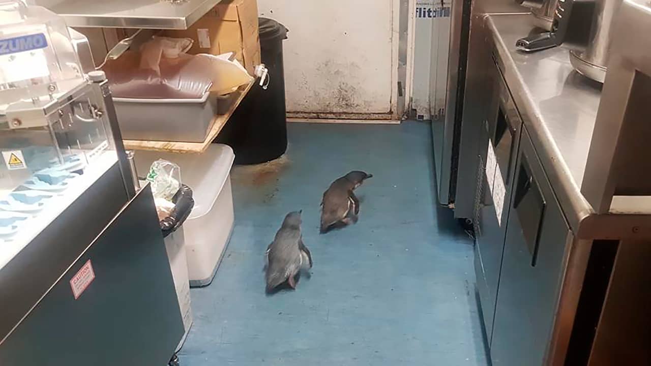 Photo of penguins making their way to a sushi store 