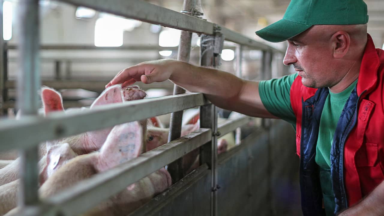 Photo of a pig farmer