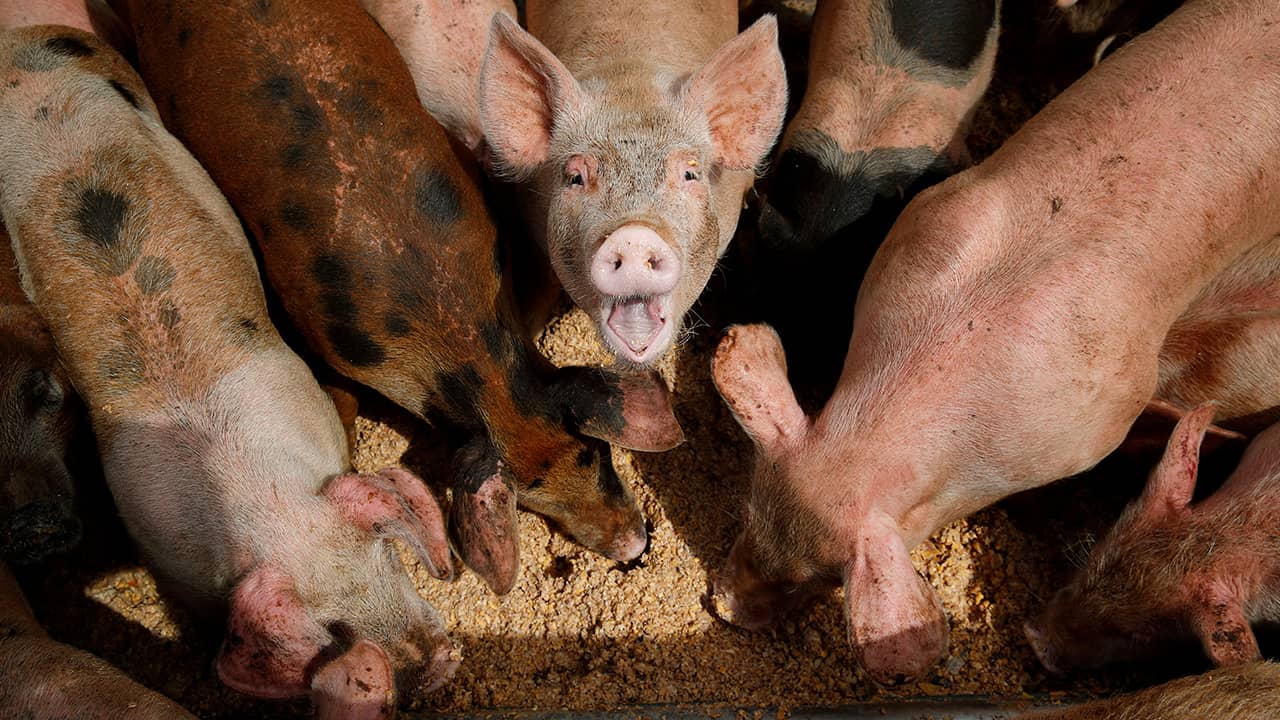 Photo of pigs eating from a trough