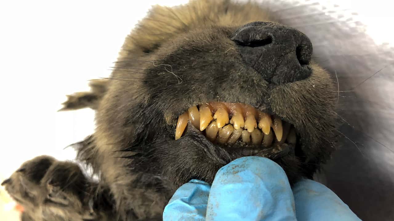 Photo of a 18,000 years old Puppy found in permafrost in the Russia's Far East