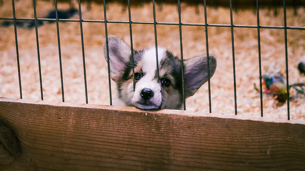 Photo of a puppy in a puppy mill cage