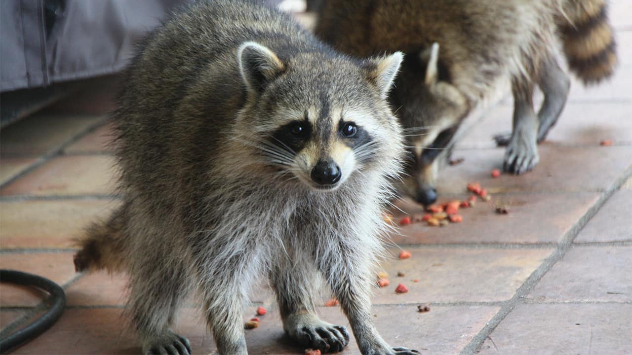 Photo of two raccoons eating dog food in a yard