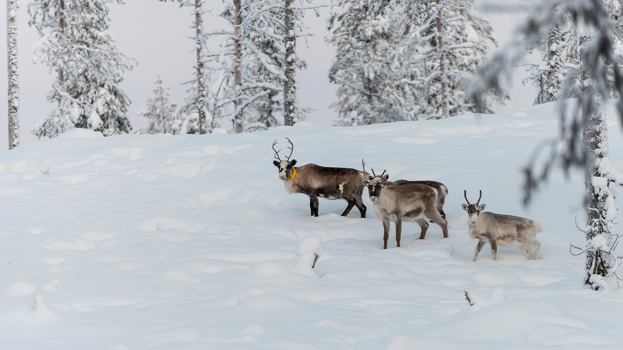 Photo of reindeer in the snow 