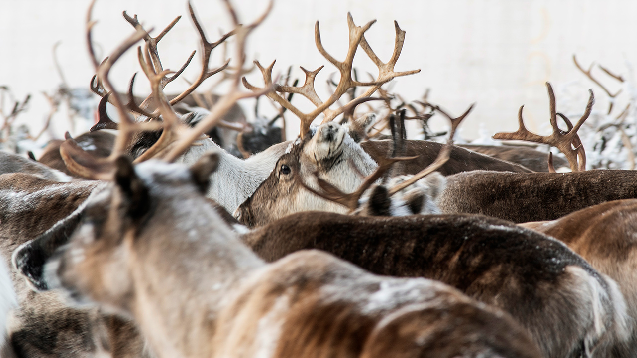 Photo of reindeer