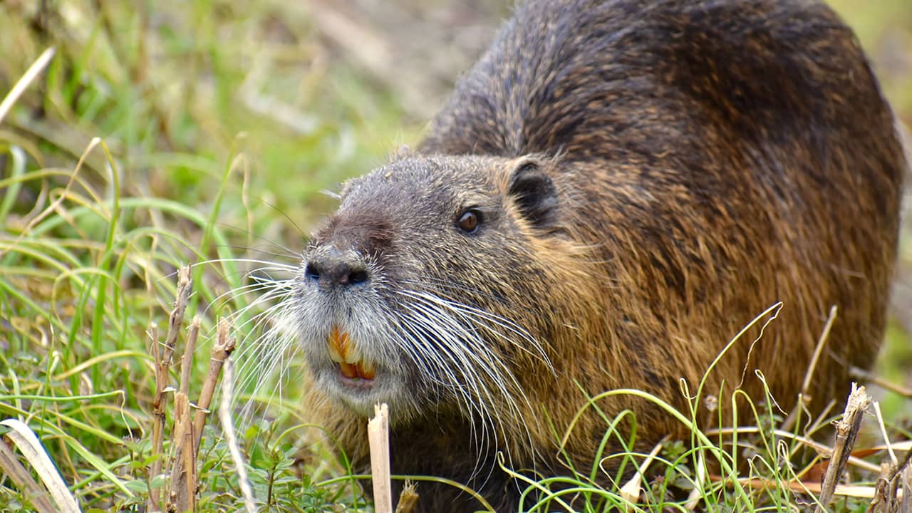 Photo of a nutria, or swamp rat, in a field of grass