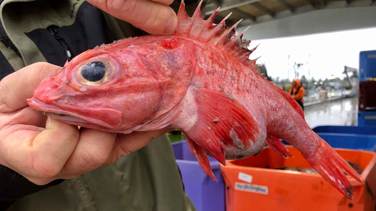 Photo of an aurora rockfish