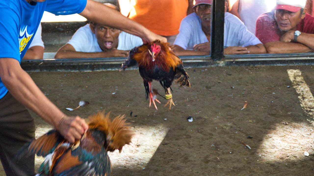 Photo of a cockfight