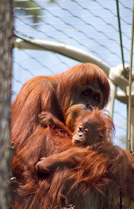 Sara, a Sumatran orangutan, holds a baby orangutan at the Fresno Chaffee Zoo