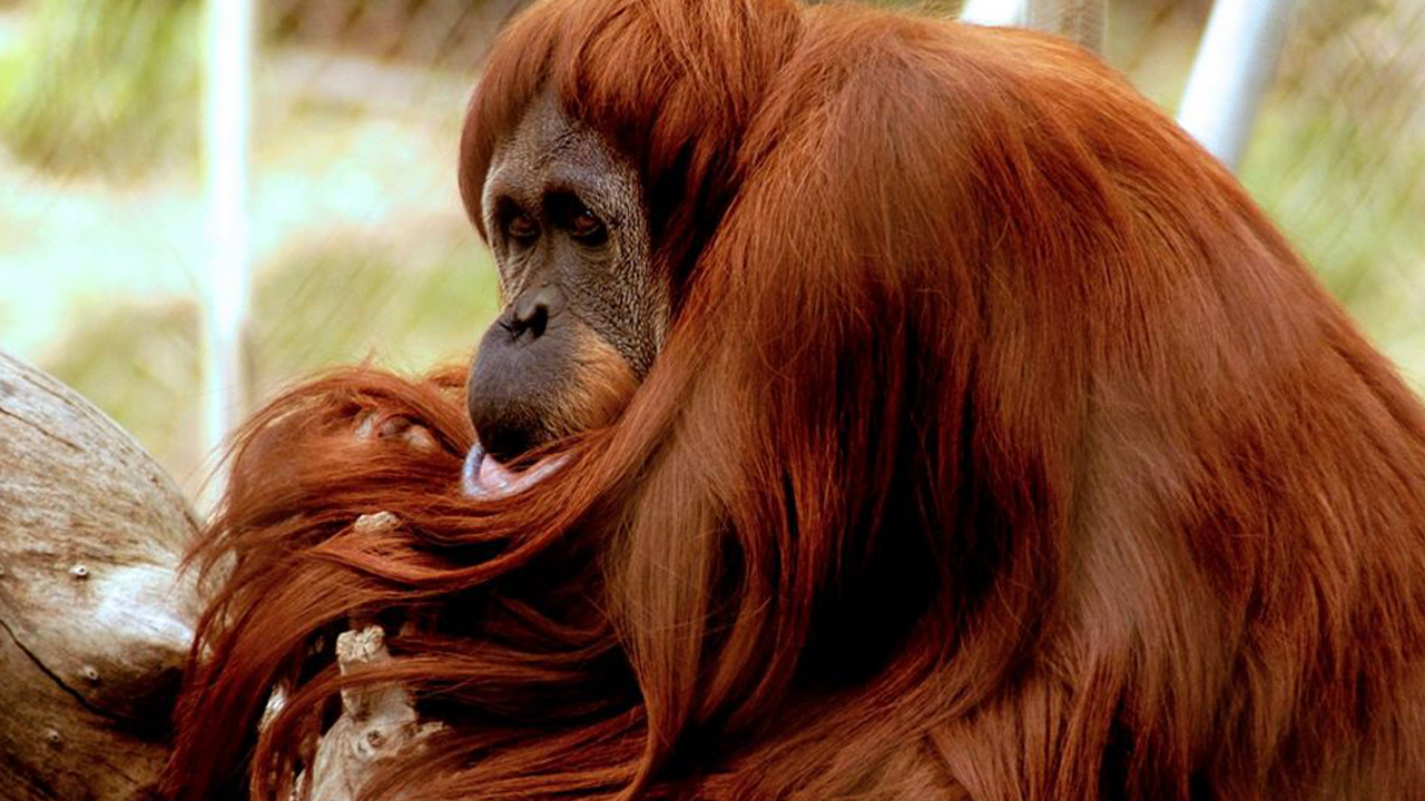 Photo of Sara, a Sumatran orangutan who was euthanized at age 49 at the Fresno Chaffee Zoo