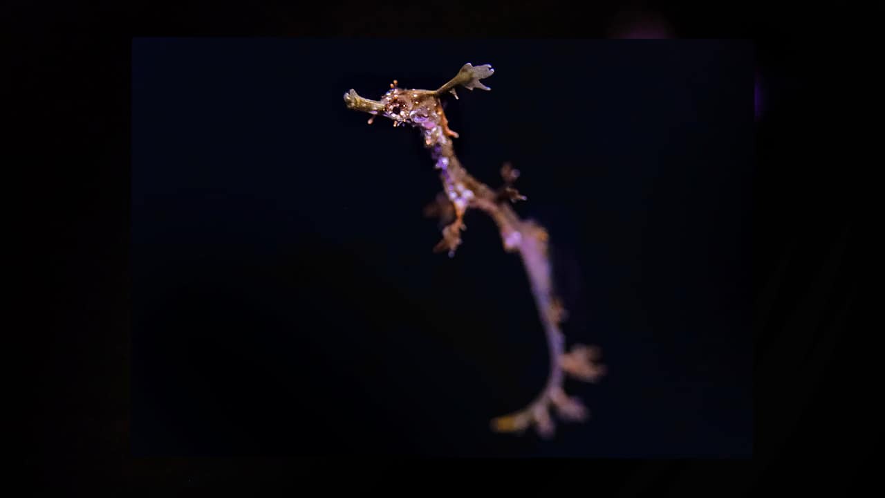 Photo of a baby Weedy Sea Dragoon