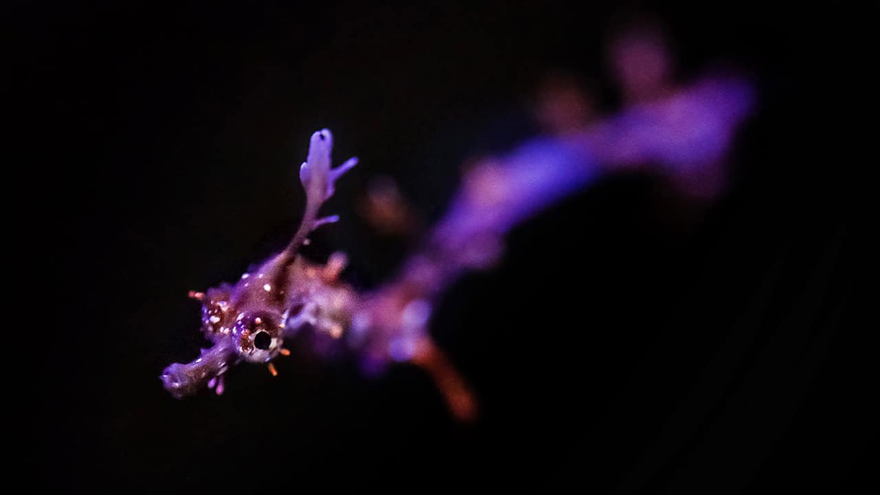 Photo of a baby Weedy Sea Dragoon
