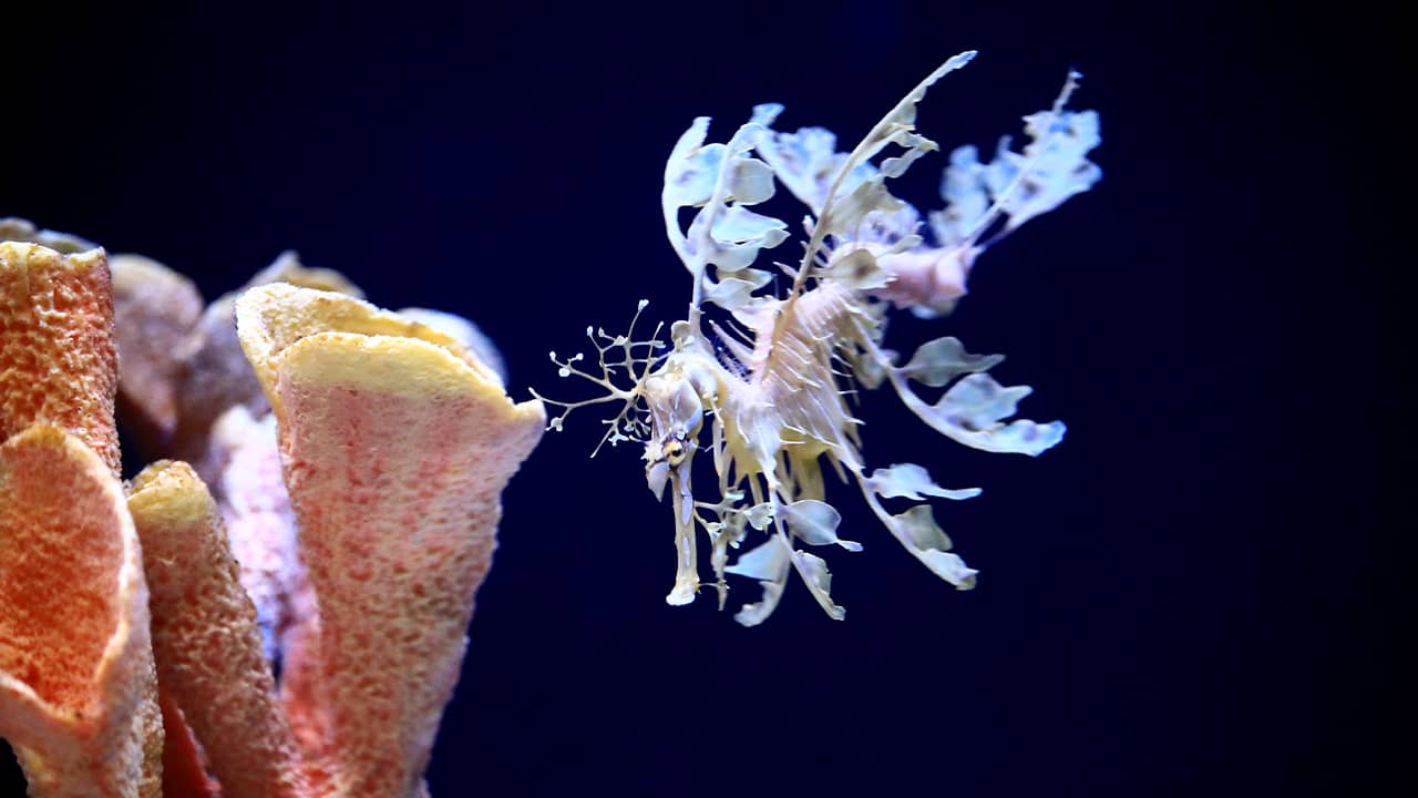 Photo of a sea dragon