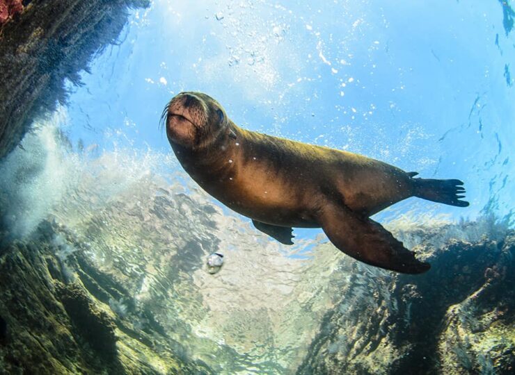 sea-lion