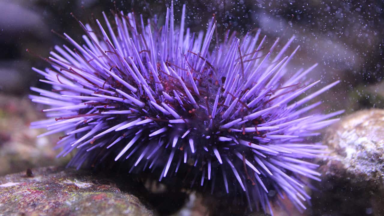 Photo of purple sea urchin