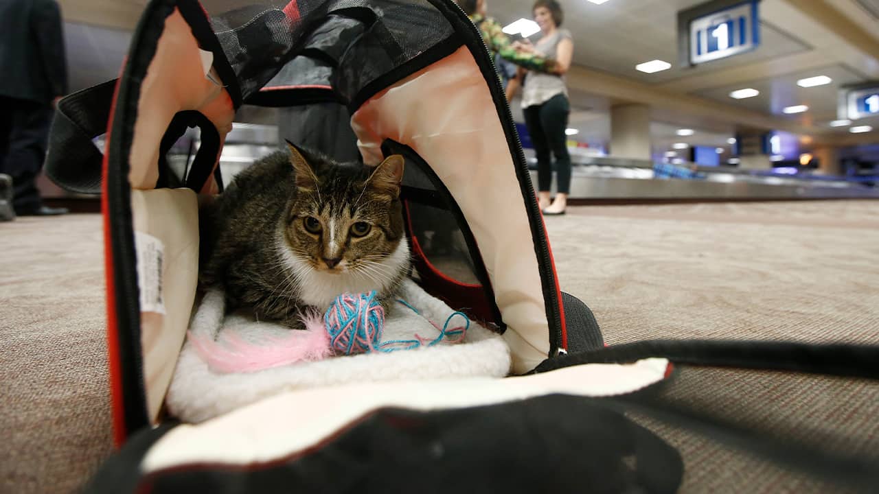 Photo of Oscar the cat sitting in his carry on travel bag