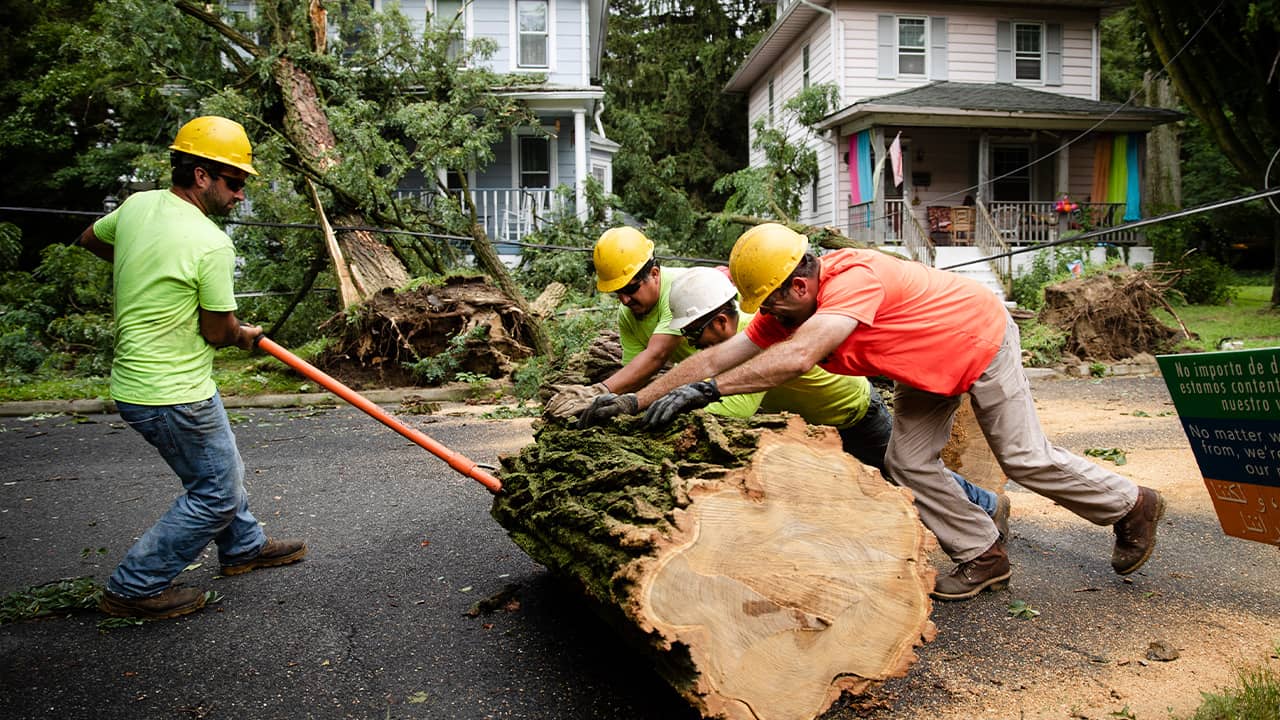 Photo of workers removing a tree