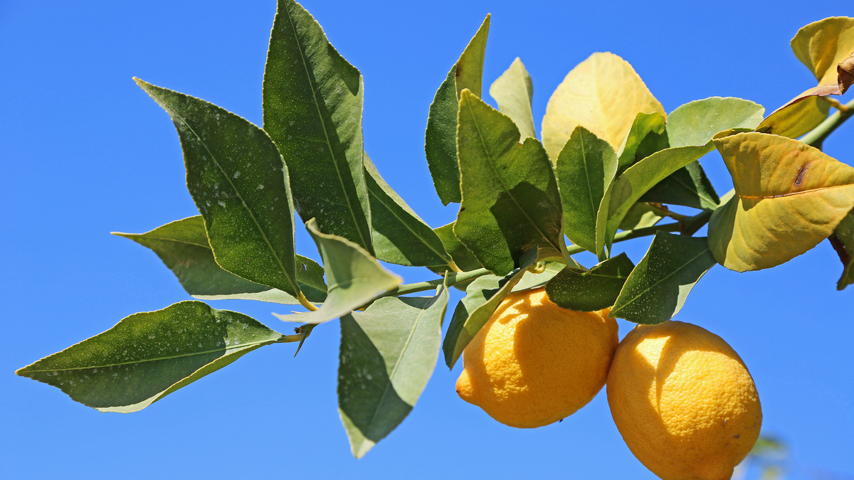 A photo of lemons on a tree branch along Fresno County's Blossom Trail