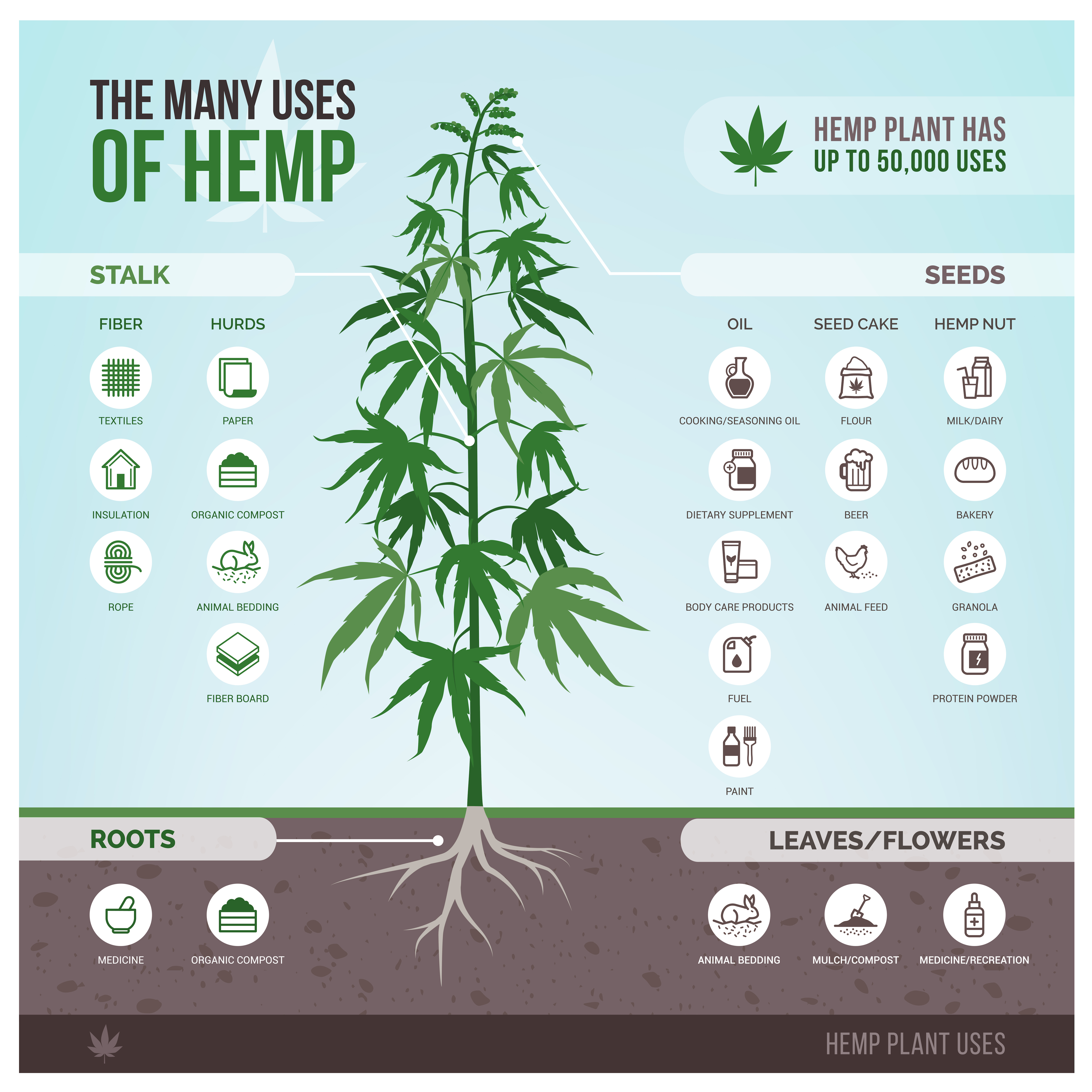 Illustration of the uses for hemp