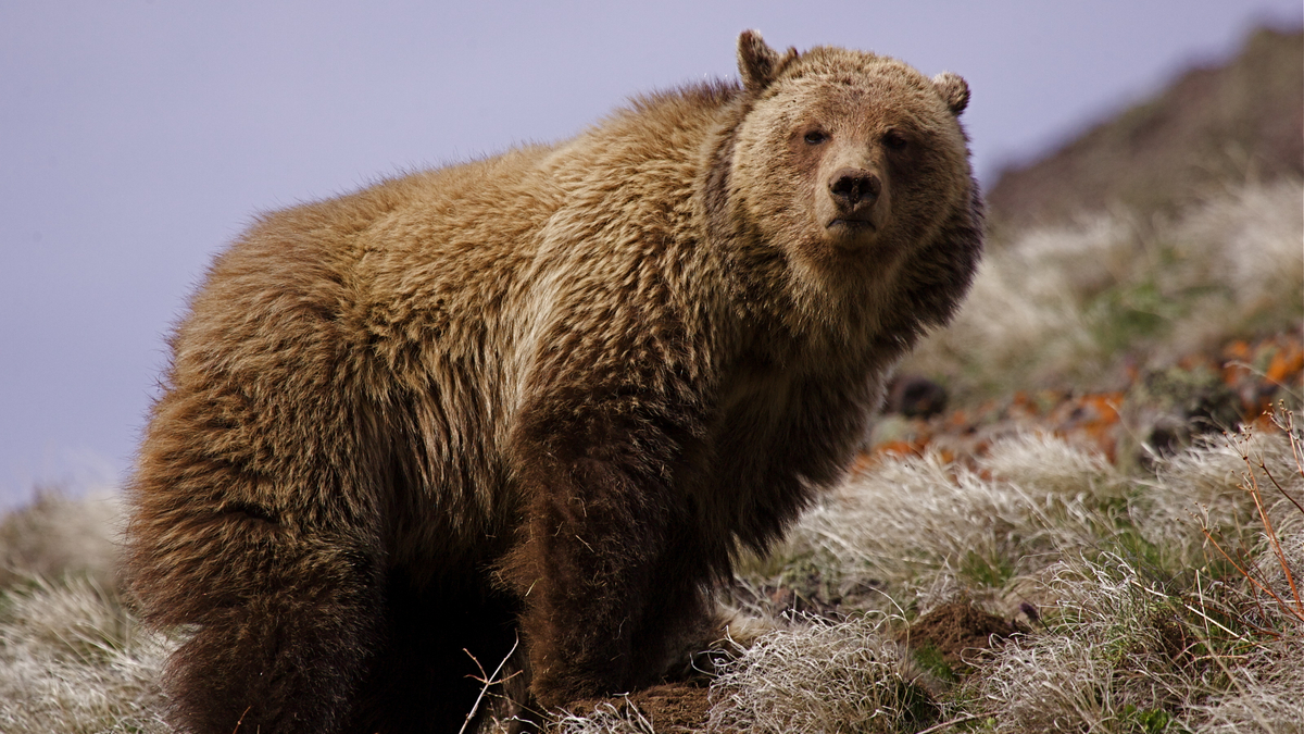 Photo of one of the 700 grizzlies in the Yellowstone region