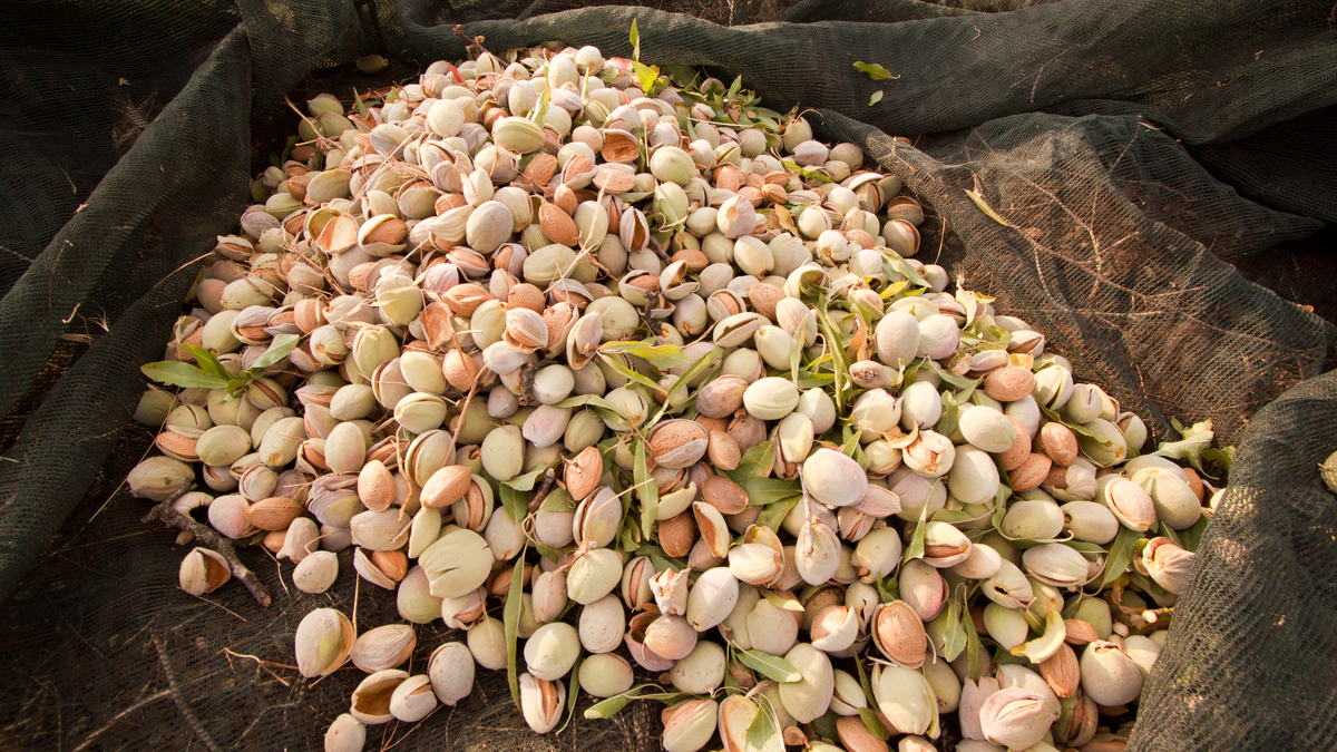 Picture of harvested California almonds