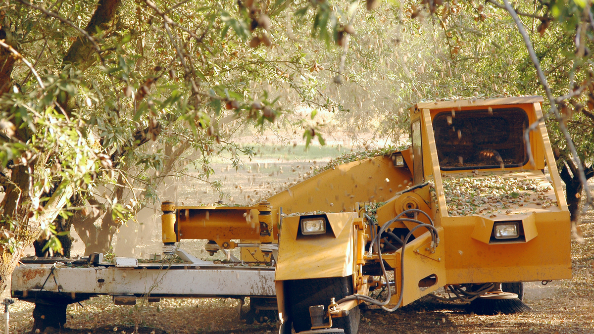 photo of California almond harvest