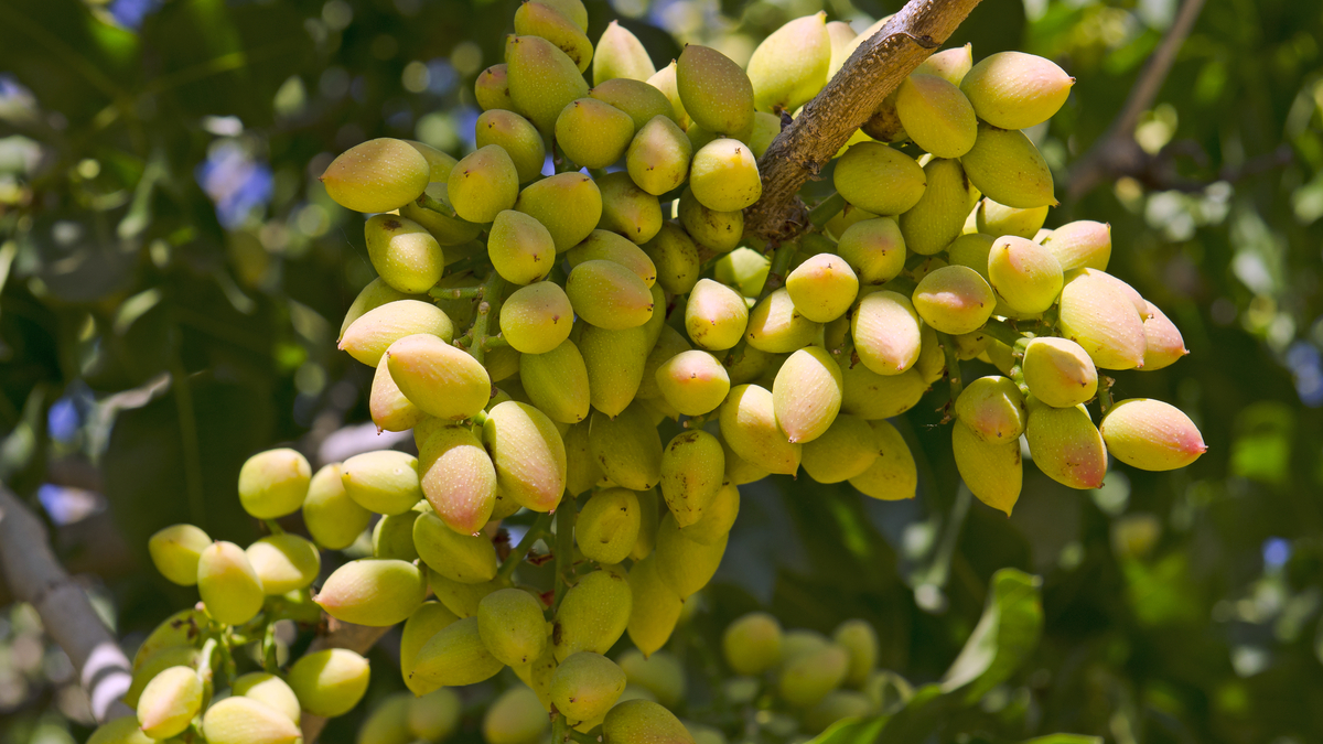 A pistachio tree in Central California