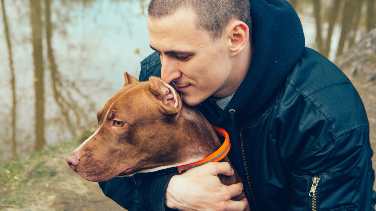 Photo of a friendly pit bull with his owner