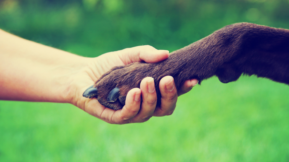 Photo of human hand touching a dog's paw