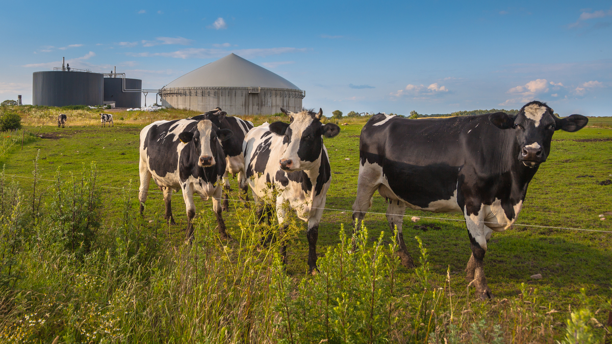 Photo of 3 cows in a field with a bio gas installation