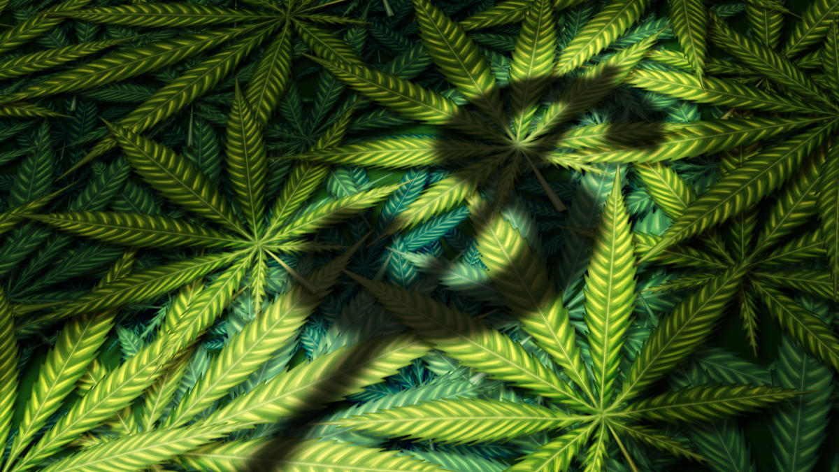 Photo illustration of marijuana leaves and dollar sign