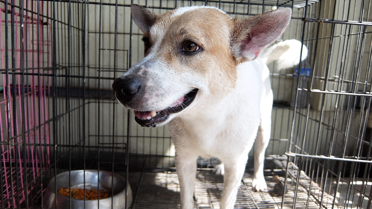 Photo of cute mixed breed dog at animal shelter