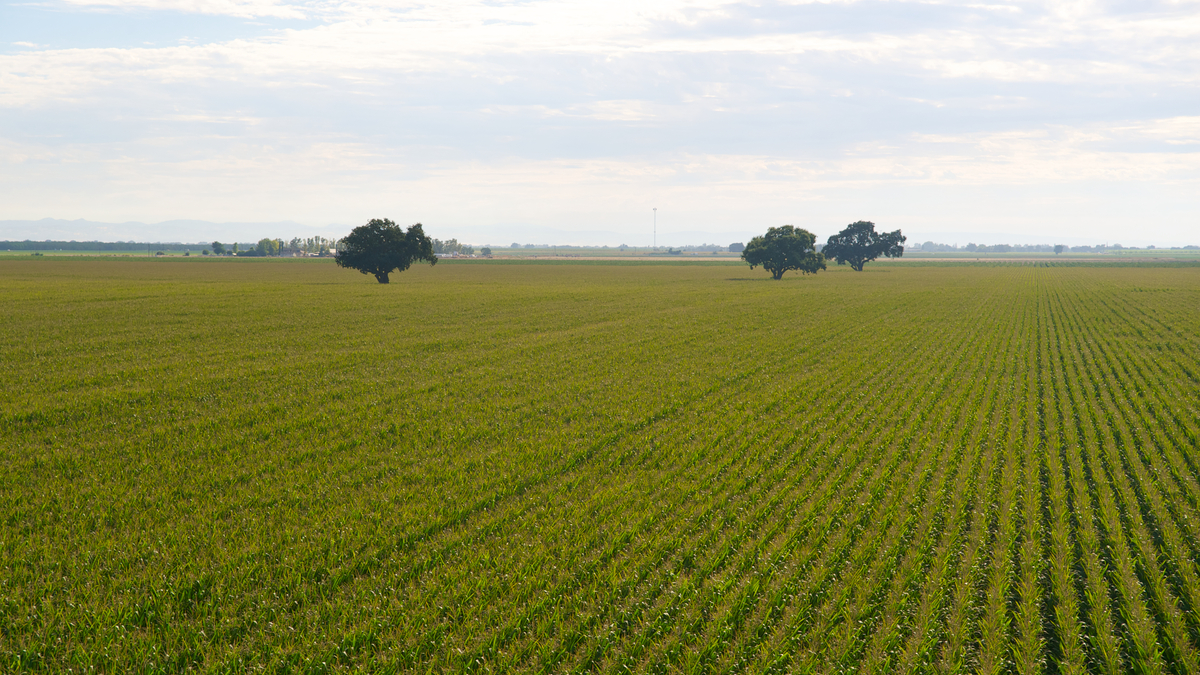 Photo of San Joaquin Valley row crops