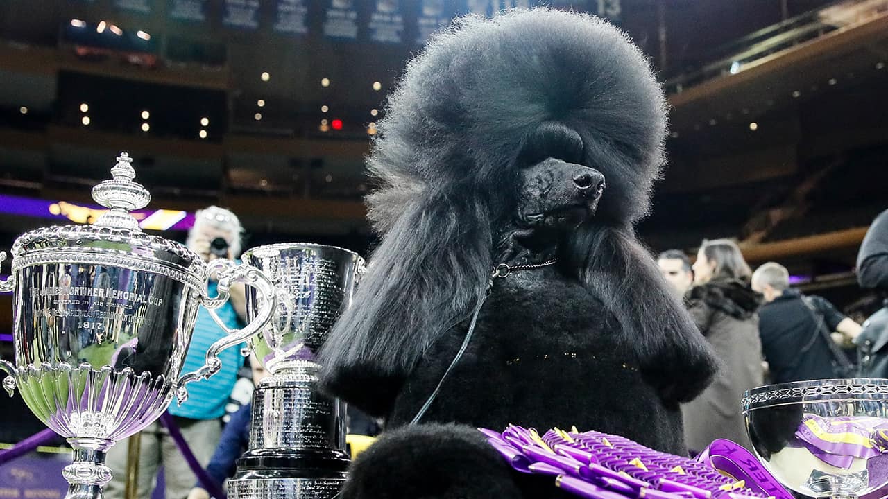 Photo of Siba, the poodle