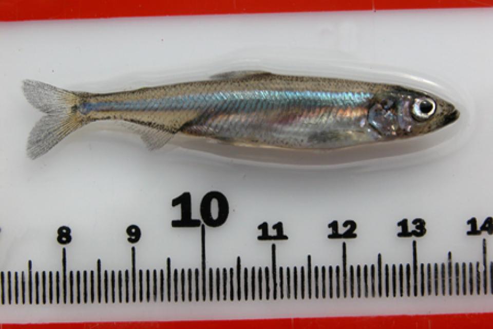 Picture of a delta smelt placed above a ruler