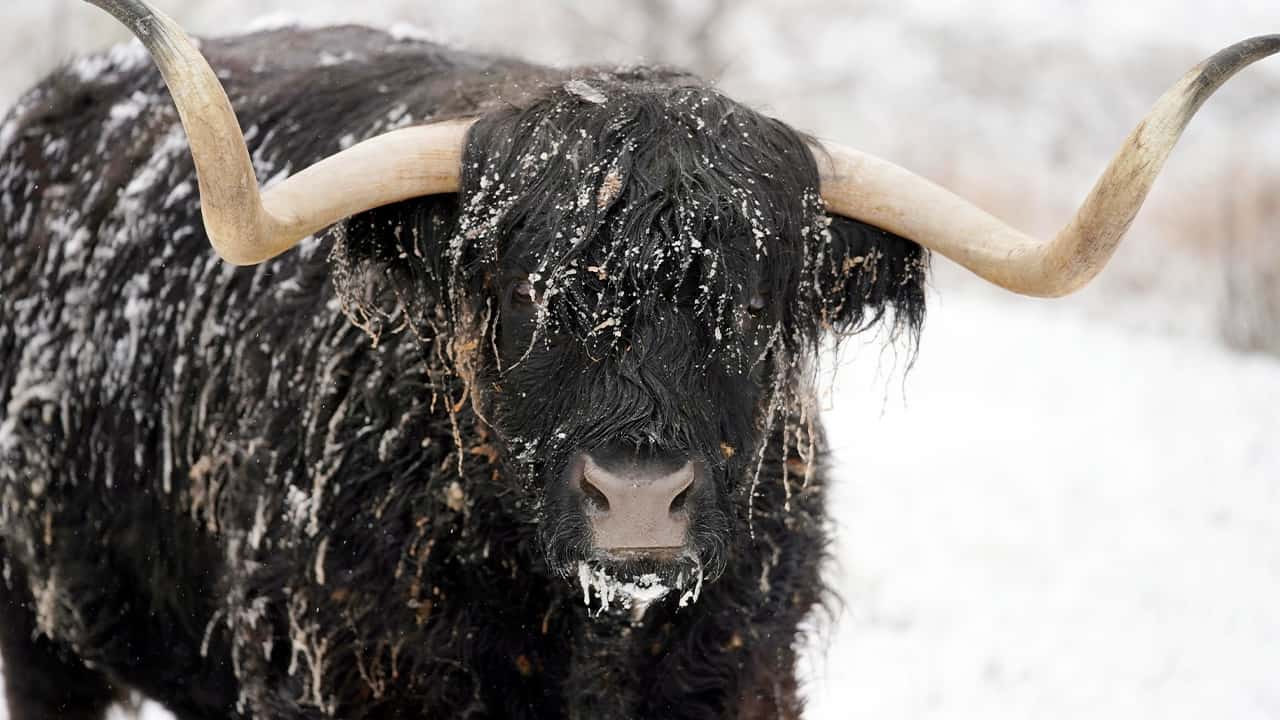 Photo of Coal, a highland steer, covered in snow