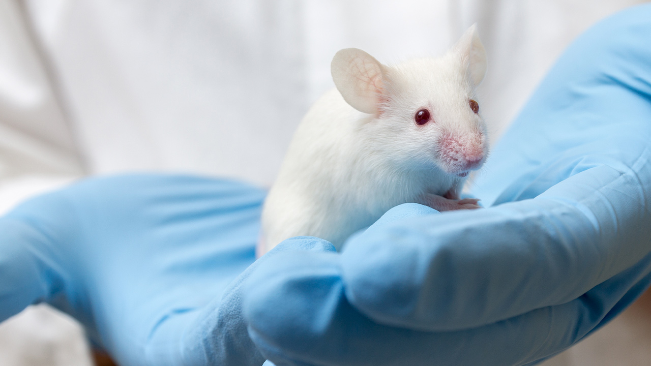Photo of a gloved scientist holding a white mouse