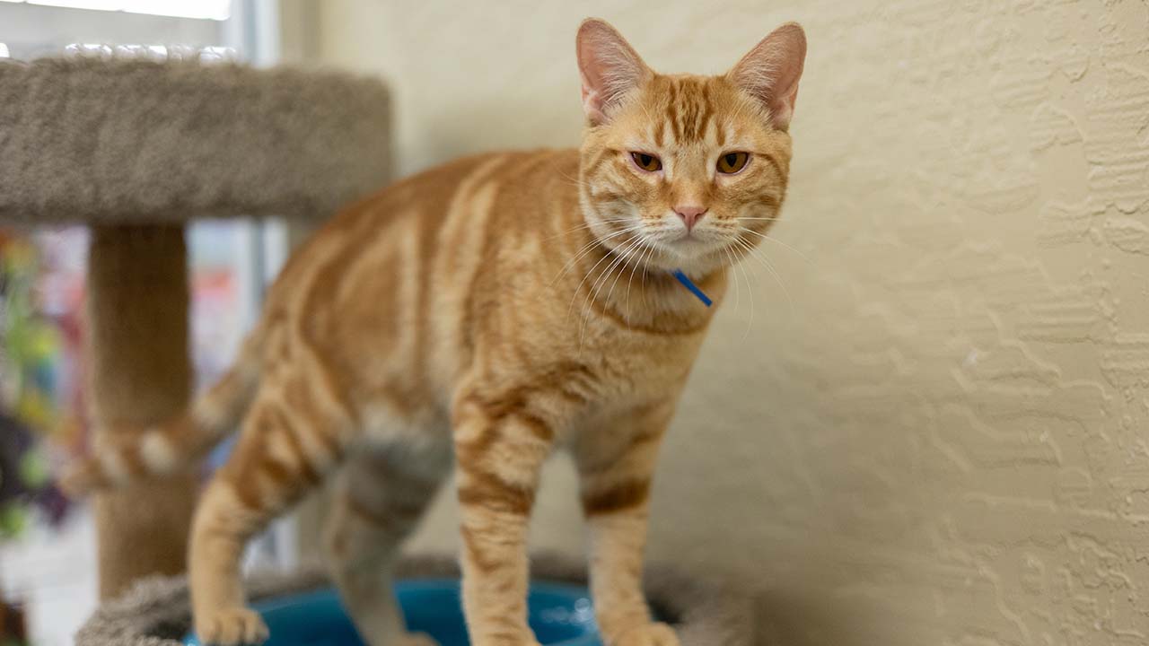 Sparky Is a 'Classic Marmalade' Orange Tabby Kitty - GV Wire