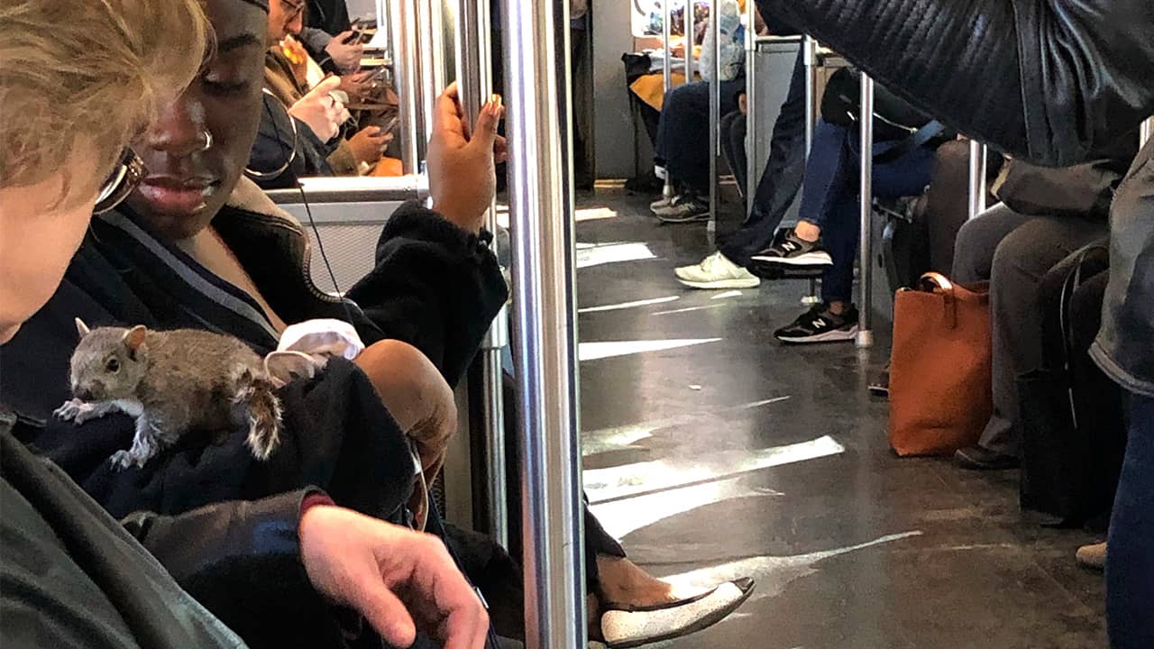 Photo of a squirrel on Boston trolley