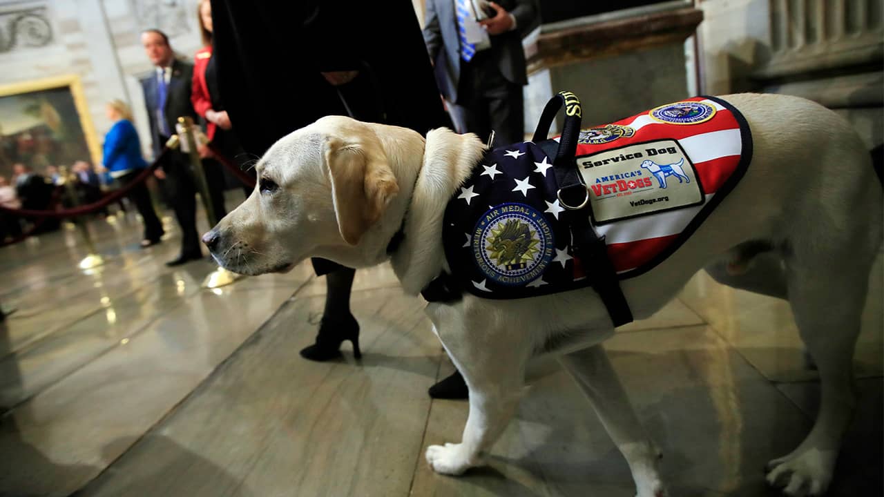 Photo of Sully the Service Dog