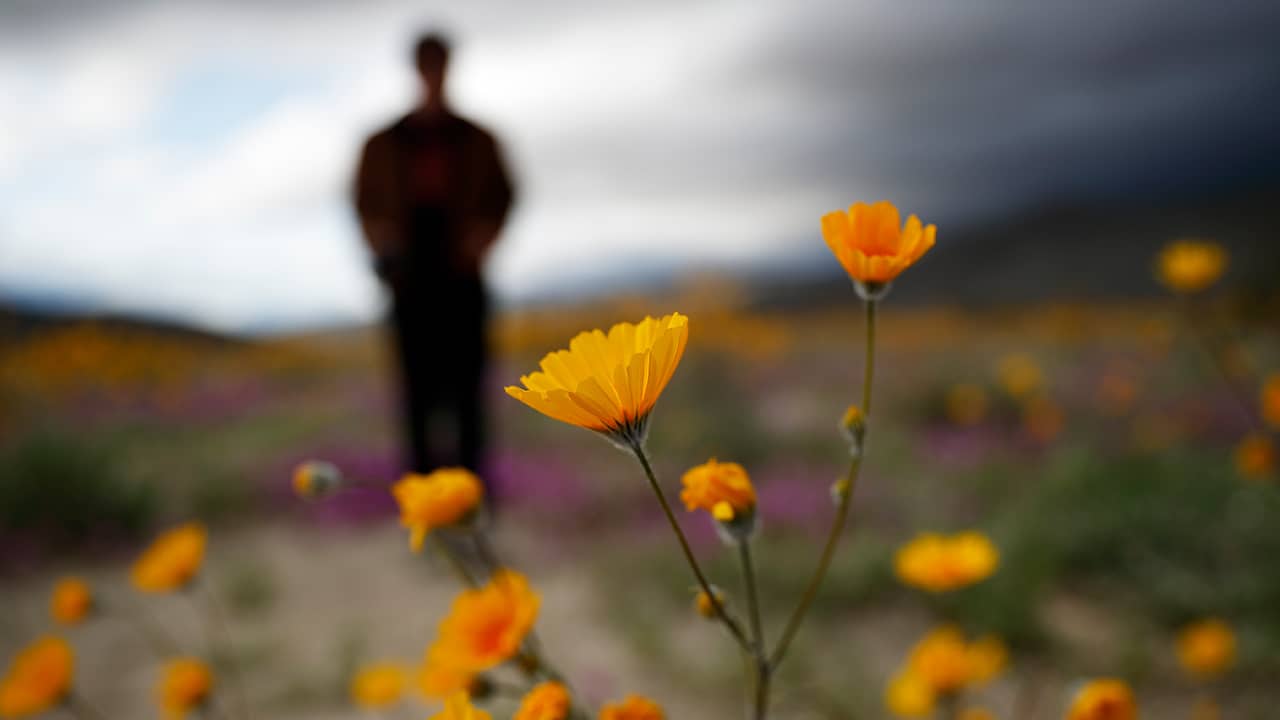 Photo of man looking on amid wildflowers