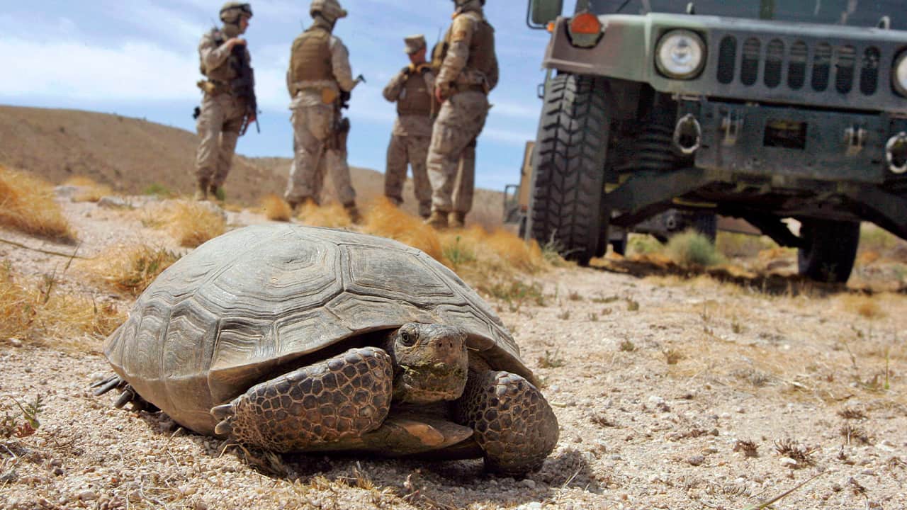 Photo of a a desert tortoise