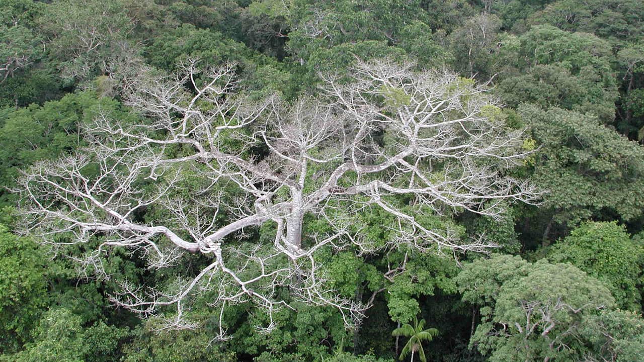 Photo of Amazon rainforest