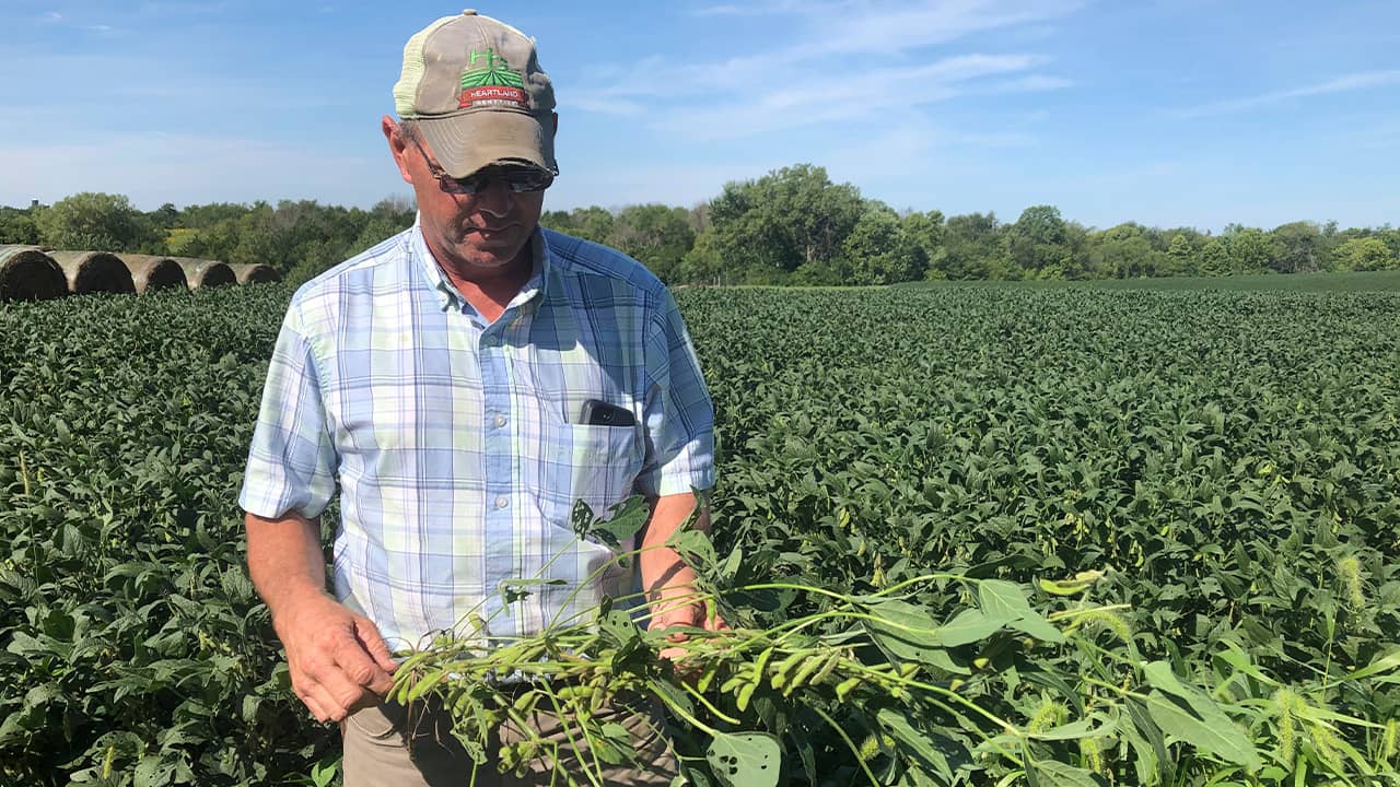 Photo of farmer Randy Miller and his soybeans