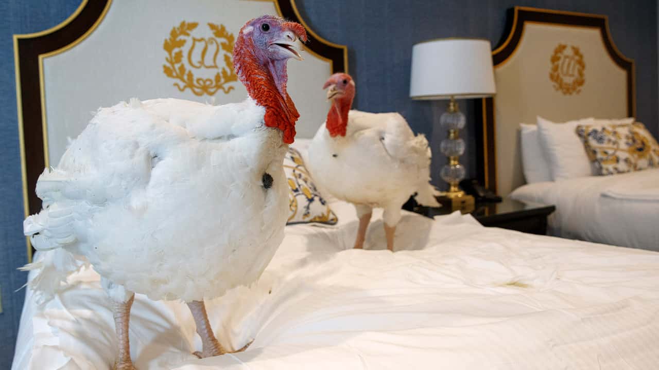Photo of turkeys Bread and Butter at the Willard InterContinental Hotel