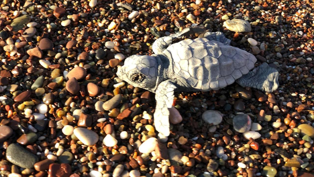 Photo of a baby turtle 