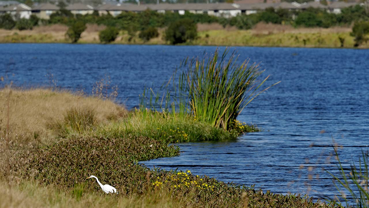Photo of an egret looking for food along Valhalla Pond