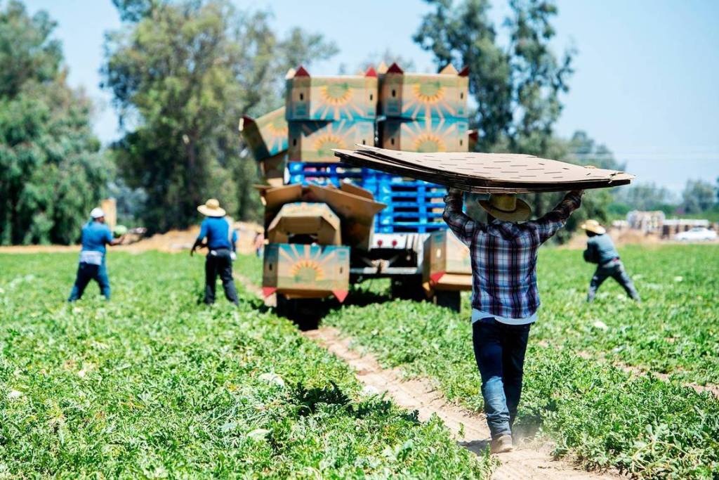 Photo of pickers harvesting watermelons in Atwater, California