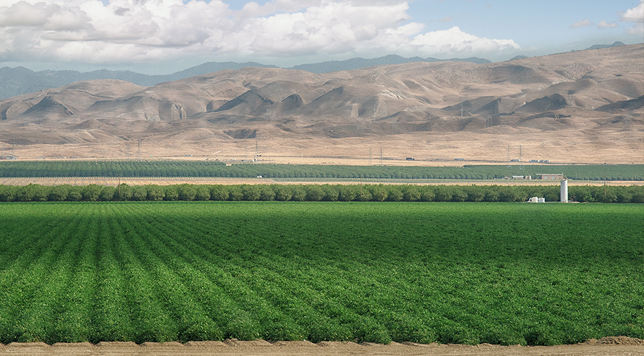 photo of westlands water district crops