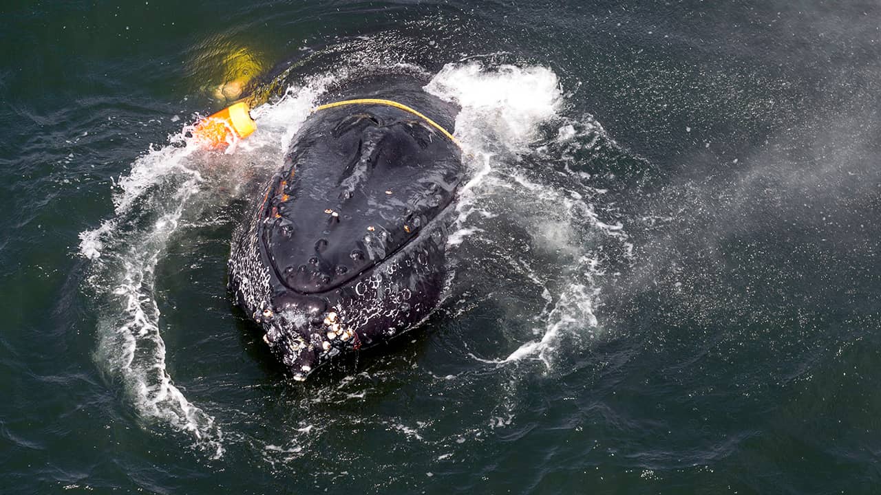 Photo of a whale entangled in fishing lines
