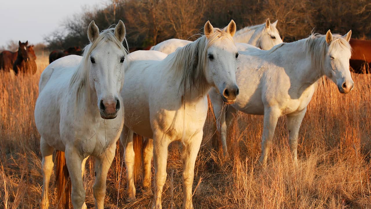 Photo of wild mustangs